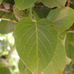 Photographie n°2437825 du taxon Alnus cordata (Loisel.) Duby