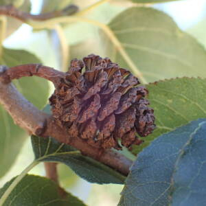 Photographie n°2437828 du taxon Alnus cordata (Loisel.) Duby