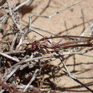 Photographie n°2437837 du taxon Asperula cynanchica L.