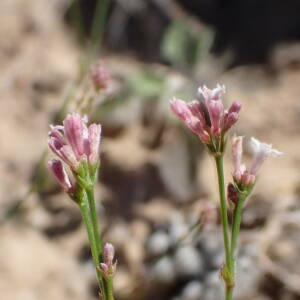 Photographie n°2437840 du taxon Asperula cynanchica L.