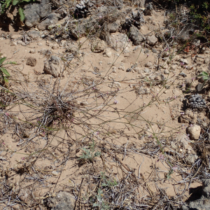 Photographie n°2437842 du taxon Asperula cynanchica L.