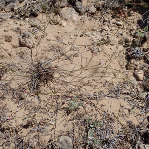 Photographie n°2437843 du taxon Asperula cynanchica L.