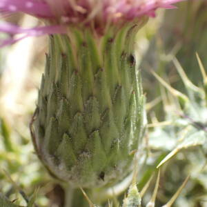 Photographie n°2437862 du taxon Cirsium acaulon (L.) Scop.