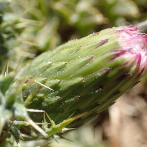 Photographie n°2437863 du taxon Cirsium acaulon (L.) Scop.