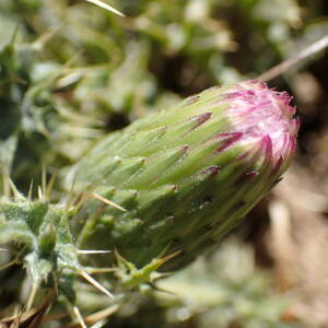 Photographie n°2437864 du taxon Cirsium acaulon (L.) Scop.