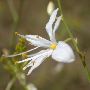 Photographie n°2437872 du taxon Anthericum ramosum L.