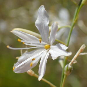 Photographie n°2437874 du taxon Anthericum ramosum L.