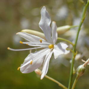 Photographie n°2437875 du taxon Anthericum ramosum L.