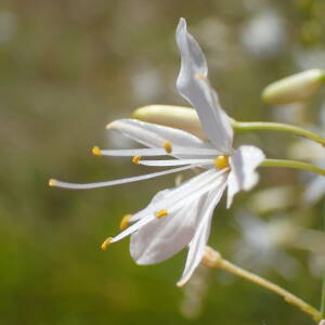 Photographie n°2437876 du taxon Anthericum ramosum L.