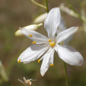 Photographie n°2437878 du taxon Anthericum ramosum L.