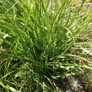 Photographie n°2437879 du taxon Anthericum ramosum L.