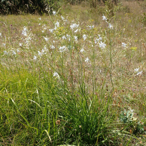 Photographie n°2437880 du taxon Anthericum ramosum L.