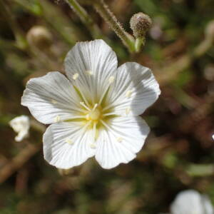 Photographie n°2437889 du taxon Minuartia capillacea (All.) Graebn.