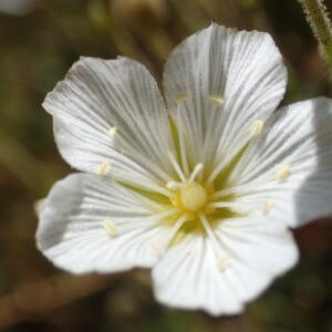 Photographie n°2437891 du taxon Minuartia capillacea (All.) Graebn.