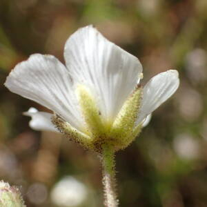 Photographie n°2437892 du taxon Minuartia capillacea (All.) Graebn.