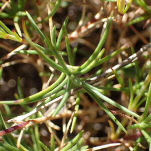 Photographie n°2437894 du taxon Minuartia capillacea (All.) Graebn.