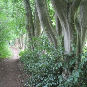 Photographie n°2437899 du taxon Carpinus betulus L.