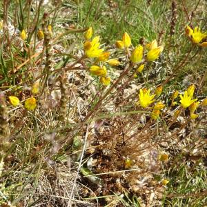 Photographie n°2437916 du taxon Sedum amplexicaule DC.