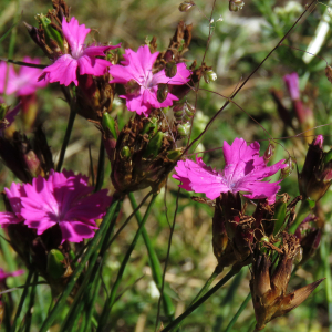 Photographie n°2437921 du taxon Dianthus carthusianorum L.