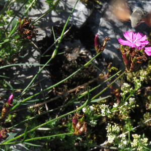 Photographie n°2437922 du taxon Dianthus carthusianorum L.