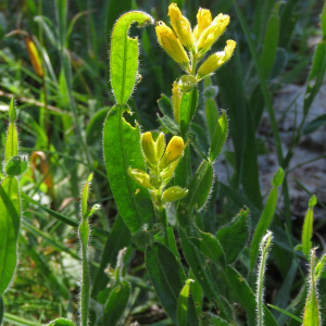 Photographie n°2437924 du taxon Genista sagittalis L.