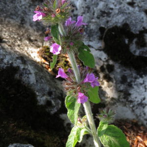 Photographie n°2437925 du taxon Clinopodium vulgare L.