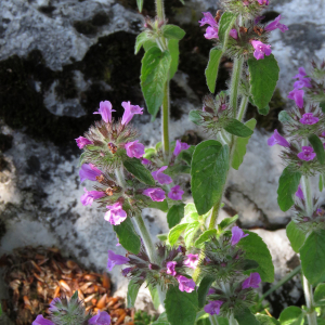 Photographie n°2437926 du taxon Clinopodium vulgare L.