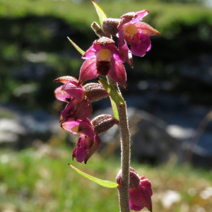 Photographie n°2437928 du taxon Epipactis atrorubens (Hoffm.) Besser