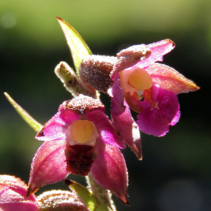 Photographie n°2437929 du taxon Epipactis atrorubens (Hoffm.) Besser