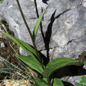 Photographie n°2437931 du taxon Epipactis atrorubens (Hoffm.) Besser