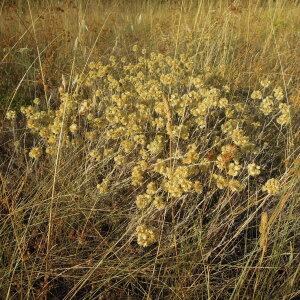 Photographie n°2437955 du taxon Helichrysum stoechas (L.) Moench