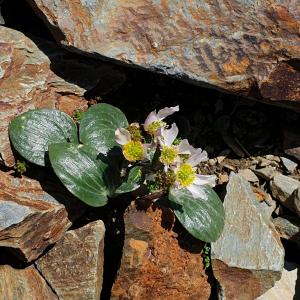 Photographie n°2437961 du taxon Ranunculus parnassifolius subsp. parnassifolius