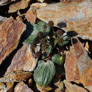  - Ranunculus parnassifolius subsp. parnassifolius