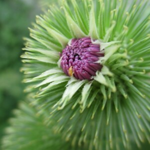 Photographie n°2437973 du taxon Arctium lappa L.