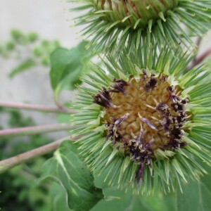 Photographie n°2437974 du taxon Arctium lappa L.