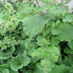 Photographie n°2437975 du taxon Arctium lappa L.