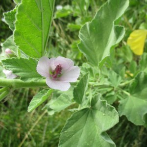 Photographie n°2437977 du taxon Althaea officinalis L.