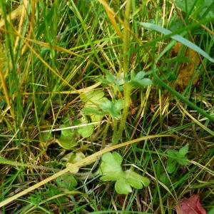 Photographie n°2437998 du taxon Saxifraga granulata L. [1753]