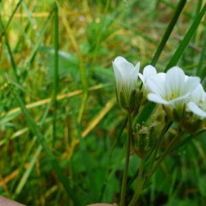 Photographie n°2438000 du taxon Saxifraga granulata L. [1753]