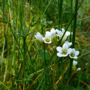 Photographie n°2438001 du taxon Saxifraga granulata L. [1753]