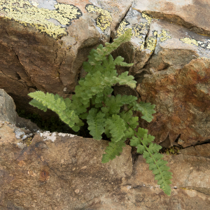 Photographie n°2438036 du taxon Woodsia alpina (Bolton) Gray [1821]