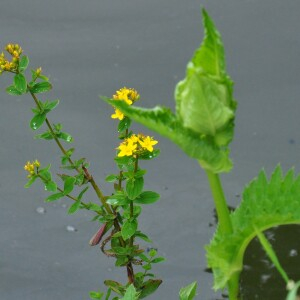 Photographie n°2438057 du taxon Hypericum tetrapterum Fr.