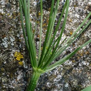  - Gasparrinia peucedanoides (M.Bieb.) Thell. [1926]