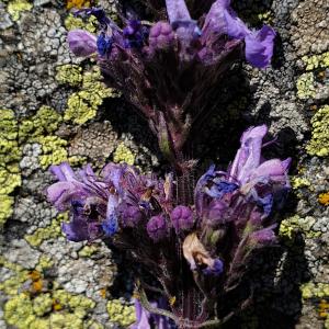 Photographie n°2438094 du taxon Nepeta latifolia DC. [1805]