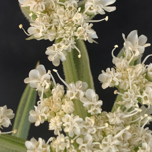 Photographie n°2438120 du taxon Echinophora spinosa L. [1753]