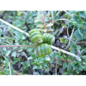 Medicago littoralis var. inermis Rouy