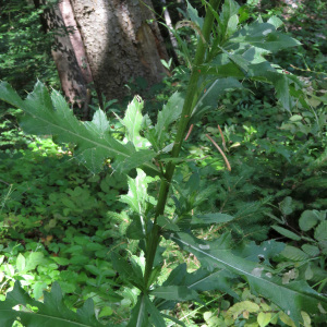 Photographie n°2438147 du taxon Cirsium arvense (L.) Scop. [1772]