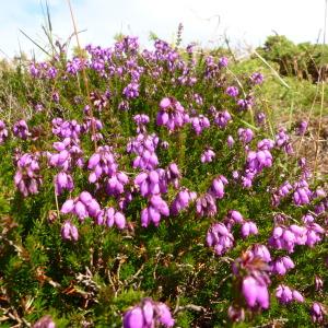 Photographie n°2438148 du taxon Erica cinerea L. [1753]