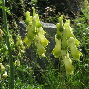 Photographie n°2438208 du taxon Aconitum lycoctonum subsp. neapolitanum (Ten.) Nyman