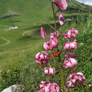 Photographie n°2438211 du taxon Lilium martagon L.